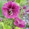 Biodiversitaet